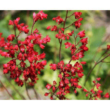 Гейхера Рубі Беллс | Heuchera sanguinea Ruby Bells | Гейхера Руби Беллс