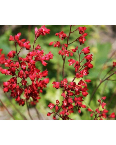 Гейхера Рубі Беллс | Heuchera sanguinea Ruby Bells | Гейхера Руби Беллс