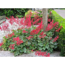Гейхера Рубі Беллс | Heuchera sanguinea Ruby Bells | Гейхера Руби Беллс