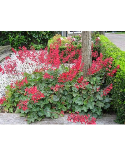 Гейхера Рубі Беллс | Heuchera sanguinea Ruby Bells | Гейхера Руби Беллс