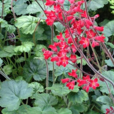 Гейхера Рубі Беллс | Heuchera sanguinea Ruby Bells | Гейхера Руби Беллс
