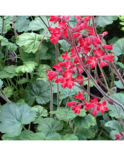 Гейхера Рубі Беллс | Heuchera sanguinea Ruby Bells | Гейхера Руби Беллс