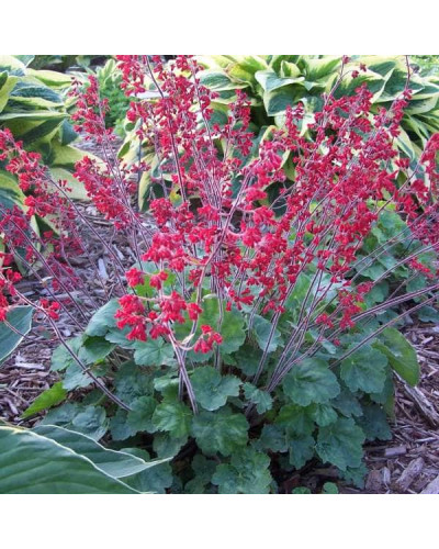 Гейхера Рубі Беллс | Heuchera sanguinea Ruby Bells | Гейхера Руби Беллс