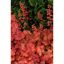 Гейхера гібридна Черрі Кола | Heuchera hybrid Cherry Cola | Гейхера гибридная Черри Кола