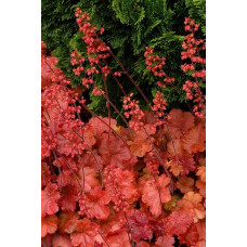 Гейхера гібридна Черрі Кола | Heuchera hybrid Cherry Cola | Гейхера гибридная Черри Кола