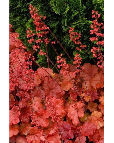 Гейхера гібридна Черрі Кола | Heuchera hybrid Cherry Cola | Гейхера гибридная Черри Кола
