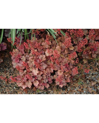 Гейхера гібридна Черрі Кола | Heuchera hybrid Cherry Cola | Гейхера гибридная Черри Кола