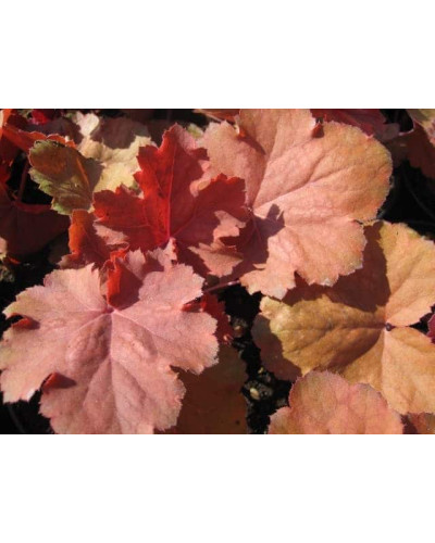 Гейхера гібридна Черрі Кола | Heuchera hybrid Cherry Cola | Гейхера гибридная Черри Кола