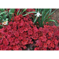 Гейхера гібридна Черрі Кола | Heuchera hybrid Cherry Cola | Гейхера гибридная Черри Кола