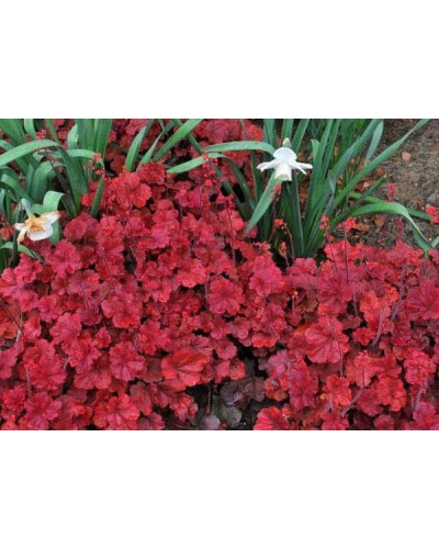 Гейхера гібридна Черрі Кола | Heuchera hybrid Cherry Cola | Гейхера гибридная Черри Кола