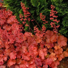 Гейхера гібридна Черрі Кола | Heuchera hybrid Cherry Cola | Гейхера гибридная Черри Кола