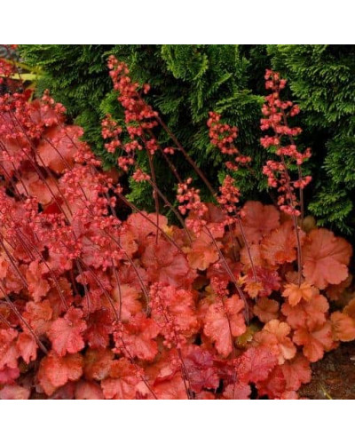 Гейхера гібридна Черрі Кола | Heuchera hybrid Cherry Cola | Гейхера гибридная Черри Кола