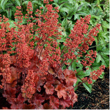 Гейхера гібридна Черрі Кола | Heuchera hybrid Cherry Cola | Гейхера гибридная Черри Кола