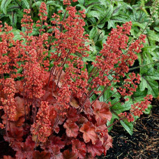 Гейхера гібридна Черрі Кола | Heuchera hybrid Cherry Cola | Гейхера гибридная Черри Кола