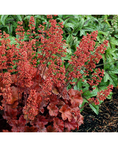 Гейхера гібридна Черрі Кола | Heuchera hybrid Cherry Cola | Гейхера гибридная Черри Кола