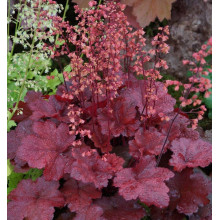 Гейхера гібридна Черрі Кола | Heuchera hybrid Cherry Cola | Гейхера гибридная Черри Кола