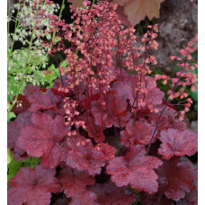 Гейхера гібридна Черрі Кола | Heuchera hybrid Cherry Cola | Гейхера гибридная Черри Кола