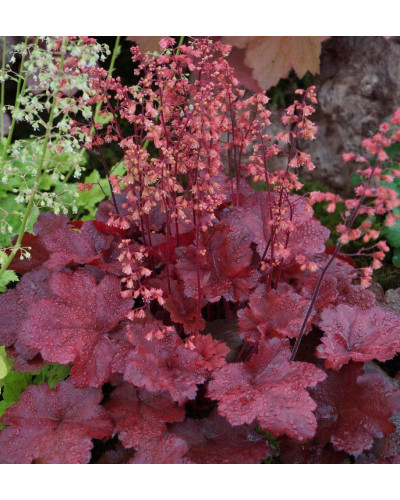 Гейхера гібридна Черрі Кола | Heuchera hybrid Cherry Cola | Гейхера гибридная Черри Кола