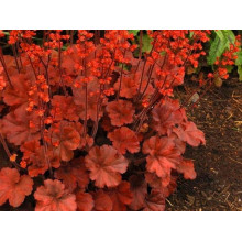 Гейхера гібридна Черрі Кола | Heuchera hybrid Cherry Cola | Гейхера гибридная Черри Кола