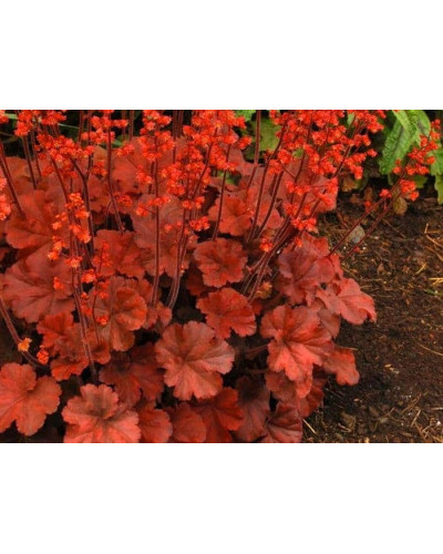Гейхера гібридна Черрі Кола | Heuchera hybrid Cherry Cola | Гейхера гибридная Черри Кола