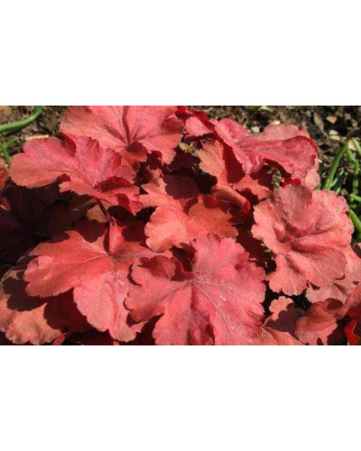 Гейхера гібридна Черрі Кола | Heuchera hybrid Cherry Cola | Гейхера гибридная Черри Кола