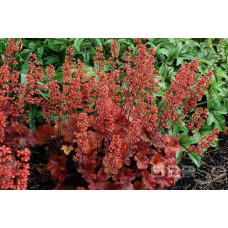Гейхера гібридна Черрі Кола | Heuchera hybrid Cherry Cola | Гейхера гибридная Черри Кола