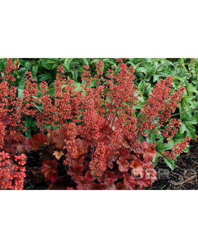 Гейхера гібридна Черрі Кола | Heuchera hybrid Cherry Cola | Гейхера гибридная Черри Кола