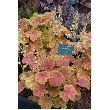 Гейхера гібридна Тірамісу | Heuchera hybrida Tiramisu | Гейхера гибридная Тирамису