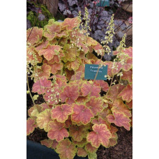 Гейхера гібридна Тірамісу | Heuchera hybrida Tiramisu | Гейхера гибридная Тирамису