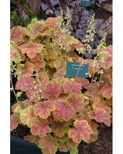 Гейхера гібридна Тірамісу | Heuchera hybrida Tiramisu | Гейхера гибридная Тирамису
