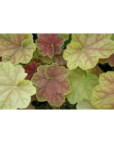 Гейхера гібридна Тірамісу | Heuchera hybrida Tiramisu | Гейхера гибридная Тирамису