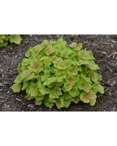 Гейхера гібридна Тірамісу | Heuchera hybrida Tiramisu | Гейхера гибридная Тирамису