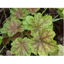 Гейхера гібридна Тірамісу | Heuchera hybrida Tiramisu | Гейхера гибридная Тирамису