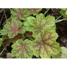 Гейхера гібридна Тірамісу | Heuchera hybrida Tiramisu | Гейхера гибридная Тирамису