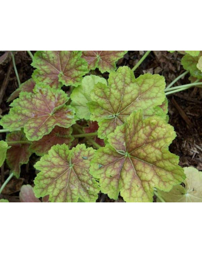 Гейхера гібридна Тірамісу | Heuchera hybrida Tiramisu | Гейхера гибридная Тирамису