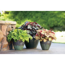 Гейхера гібридна Тірамісу | Heuchera hybrida Tiramisu | Гейхера гибридная Тирамису