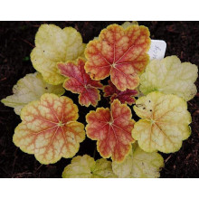 Гейхера гібридна Тірамісу | Heuchera hybrida Tiramisu | Гейхера гибридная Тирамису