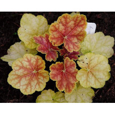 Гейхера гібридна Тірамісу | Heuchera hybrida Tiramisu | Гейхера гибридная Тирамису