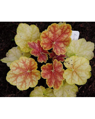 Гейхера гібридна Тірамісу | Heuchera hybrida Tiramisu | Гейхера гибридная Тирамису