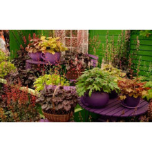 Гейхера гібридна Тірамісу | Heuchera hybrida Tiramisu | Гейхера гибридная Тирамису