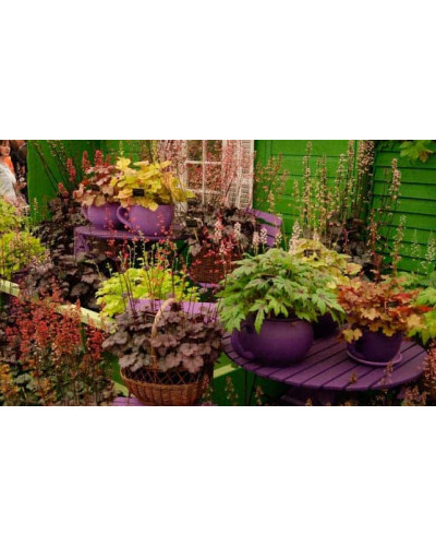 Гейхера гібридна Тірамісу | Heuchera hybrida Tiramisu | Гейхера гибридная Тирамису