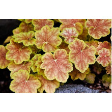 Гейхера гібридна Тірамісу | Heuchera hybrida Tiramisu | Гейхера гибридная Тирамису