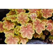 Гейхера гібридна Тірамісу | Heuchera hybrida Tiramisu | Гейхера гибридная Тирамису