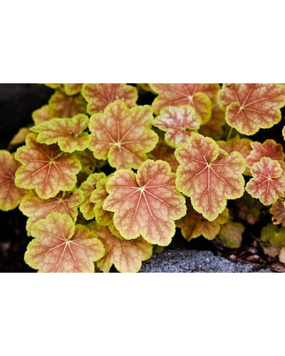 Гейхера гібридна Тірамісу | Heuchera hybrida Tiramisu | Гейхера гибридная Тирамису