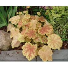 Гейхера гібридна Тірамісу | Heuchera hybrida Tiramisu | Гейхера гибридная Тирамису