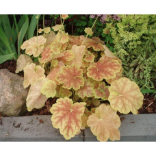 Гейхера гібридна Тірамісу | Heuchera hybrida Tiramisu | Гейхера гибридная Тирамису