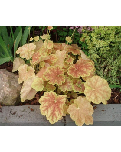 Гейхера гібридна Тірамісу | Heuchera hybrida Tiramisu | Гейхера гибридная Тирамису