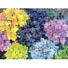 Гейхера гібридна Тірамісу | Heuchera hybrida Tiramisu | Гейхера гибридная Тирамису