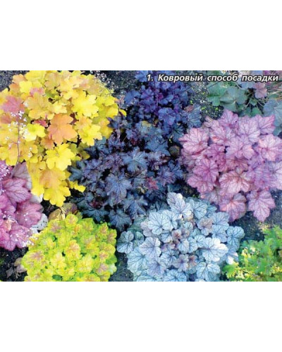 Гейхера гібридна Тірамісу | Heuchera hybrida Tiramisu | Гейхера гибридная Тирамису