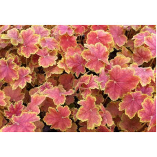 Гейхера гібридна Тірамісу | Heuchera hybrida Tiramisu | Гейхера гибридная Тирамису